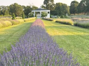 Lavender Waves Farm