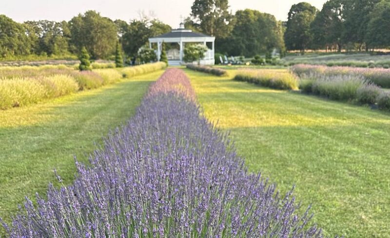 Lavender Waves Farm